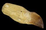 Fossil Rooted Mosasaur (Prognathodon) Tooth - Morocco #116967-1